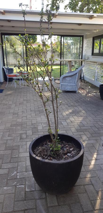 Spacious Garden Unit On Fordyce Port Elizabeth Exterior photo